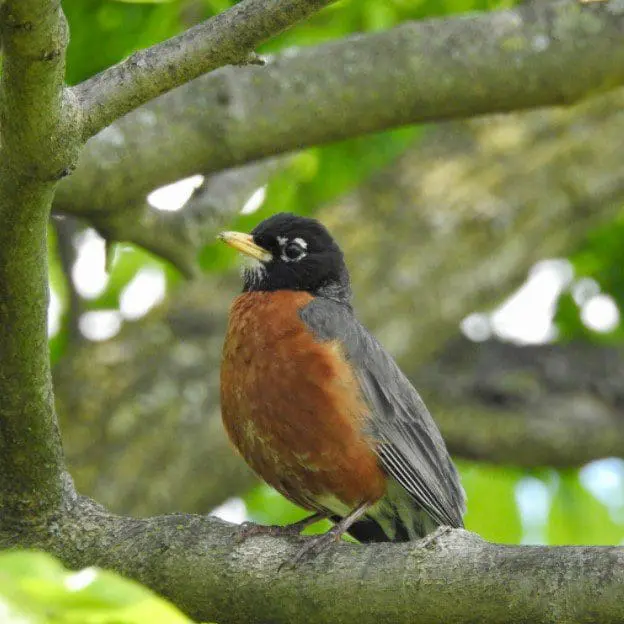 Guide of the Wild – Redstart Interactive