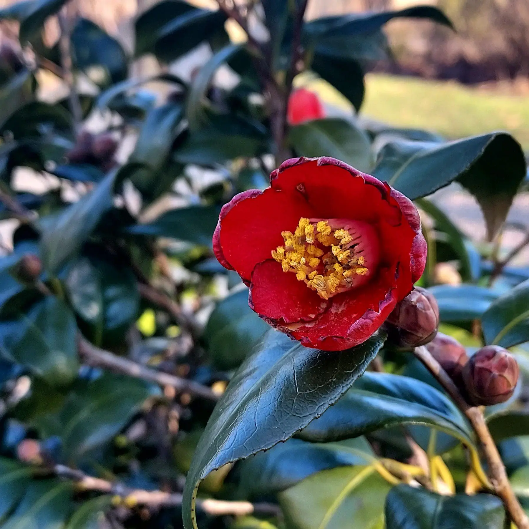 yellow and orange maple leaves
