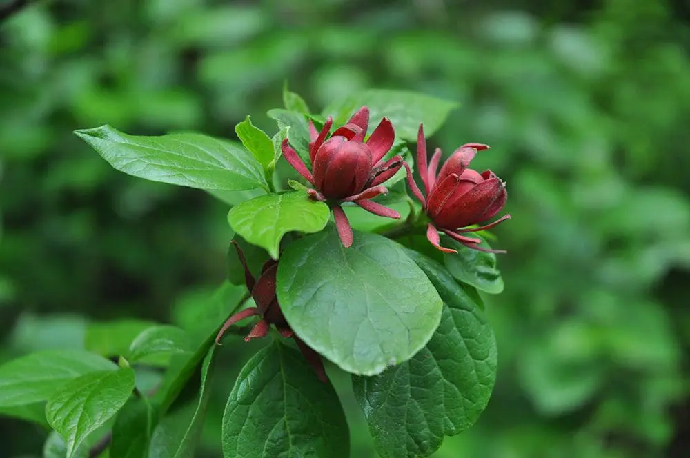 Franklinia bloom on a green leafy branch