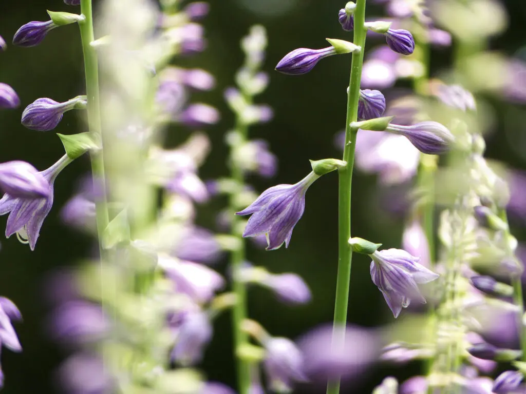 Healing in the Garden: Art, Plants, and Medicine at Bartram’s Garden