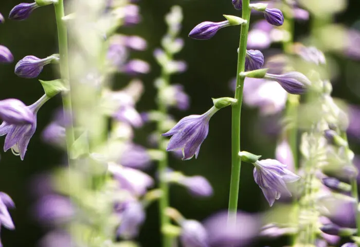 SOLD OUT Healing in the Garden: Art, Plants, and Medicine at Bartram’s Garden