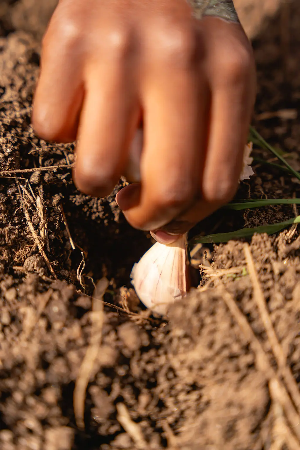 yellow and orange maple leaves