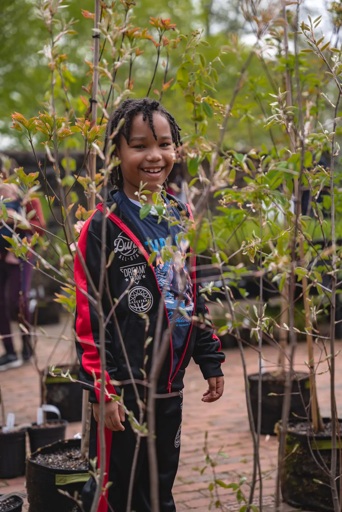 yellow and orange maple leaves