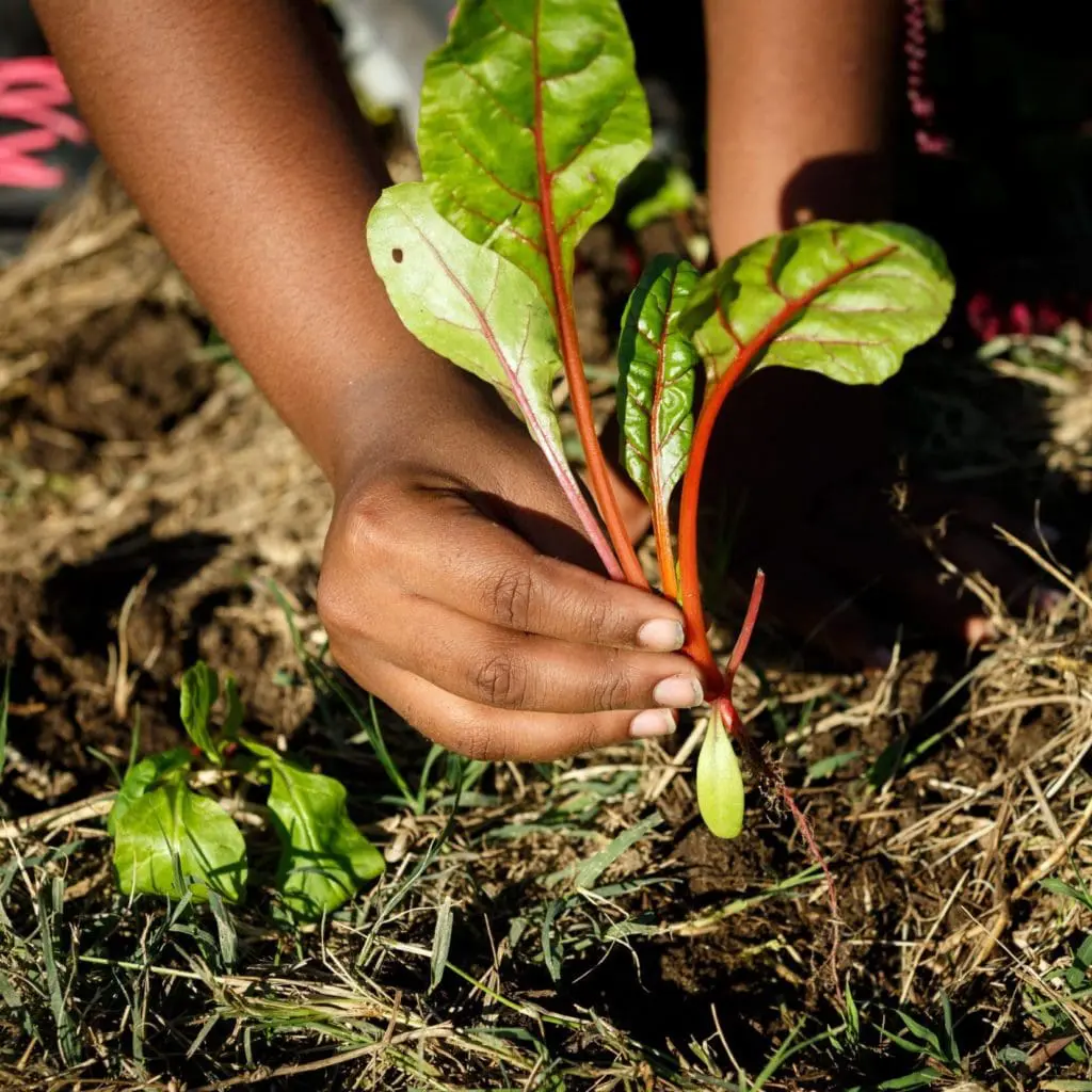 SWWAG: Tending to Our Gardens (Rescheduled from July)
