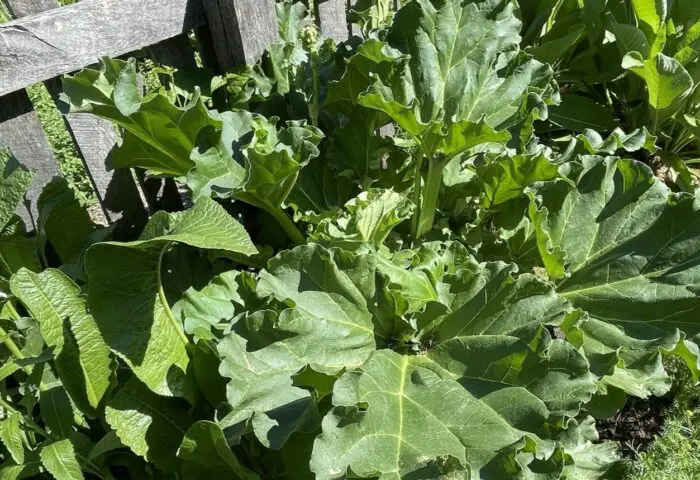 A Rhubarb By Many Names!