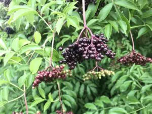 SWWAG Workshop – Harvesting the Healing Power: An Afro-Herbalism Workshop on Elderberries