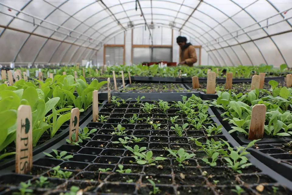 shallow-focus image of seedlings in a greenhouse, with a person working far in the background